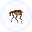 flea control