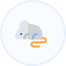 rodent
